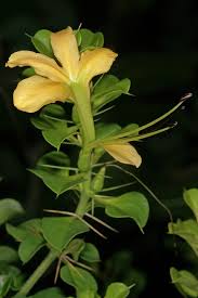 Image result for Barleria rotundifolia