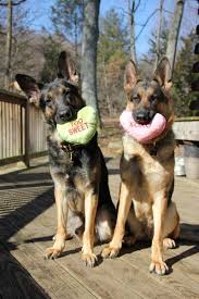 44,000+ vectors, stock photos & psd files. Happy Valentines Day German Shepherd Dog Forums German Shepherd Dogs Pet Holiday German Shepherd