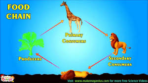 Food web ( plural food webs ) ( ecology) a diagram showing the organisms that eat other organisms in a particular ecosystem, predators being higher in the web than their prey. Food Chains Food Webs Energy Pyramid Education Video For Kids By Makemegenius Com Youtube