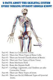 9 Facts About The Skeletal System Every Nursing Student Should Know Human Skeletal System Skeletal System Anatomy Skeletal System