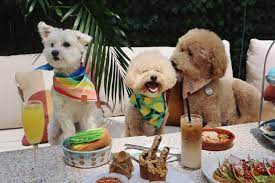 A puppy brunch is coming to NYC