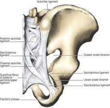 The major osseous structures of the pelvis are wrapped in a complex fascial structure that, like the osseous structures change and evolve as we age. Pelvic Joints And Ligaments Last S Anatomy Regional And Applied