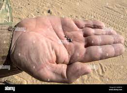 Alamy