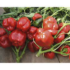 Yolo wonder wird circa 60 zentimeter hoch und bringt auch einen guten ertrag. Paprika Yolo Wonder Saatgut Aus Biologischem Anbau Vitalpilze Onlineshop Tyroler Gluckspilze 3 10