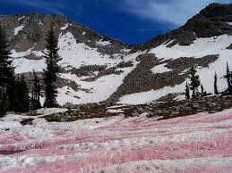 There's nothing more magical than a winter snowfall! 10 Fascinating Facts About Snow That You Probably Didn T Know