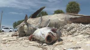 Biology, chemistry and physical conditions. Worst Red Tide Toxic Algae Bloom In Years Killing Turtles Manatees In Florida