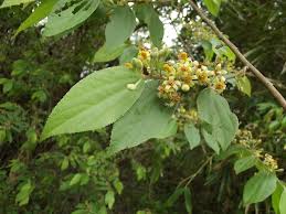 Image result for Grewia micrantha