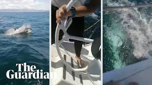 Julian turner investigates what this could mean for conventional submarine warfare. Scientists Baffled By Orcas Ramming Sailing Boats Near Spain And Portugal Marine Life The Guardian