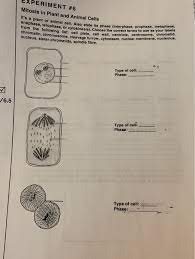 Animal and plant cell mitosis questions. Experiment 6 Mitosis In Plant And Animal Cells It S Chegg Com