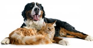 Cats absorb oils that are directly in contact with their skin. Fish Oil And Omega 3s For Dogs And Cats Taste For Life