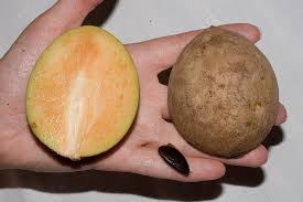 Image result for Sapotaceae