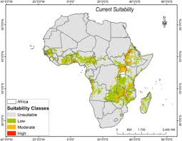 Image result for Oxytenanthera abyssinica