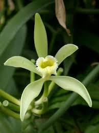 Image result for Vanilla planifolia
