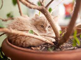 katze kratzt nachts an tur was tun katzen katze kratzt an tur warrior cats