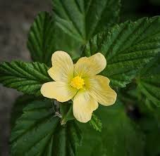 Image result for Sida rhombifolia