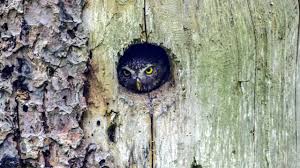 Any kind of tree with a hole in it (sry that's wrong) in fact most owls don't live in tree holes, many make nest, live in burrows, cactuses, grass balls on the ground, and burrows in snow. Owl In Tree Hole Steady Shot 4k Youtube