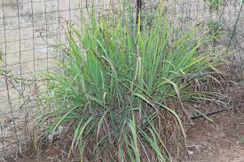 Varieties, planting, caring for your plant, harvesting. Pin On Herbal Tea