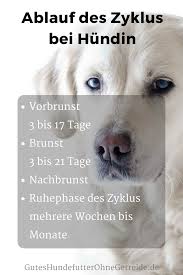 Bis Zu Welchem Alter Werden Hundinnen Laufig Dogco De Hund Laufig Bestes Hundefutter Hunde Futter