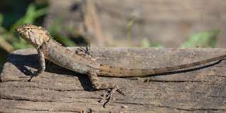 File Calotes Versicolor Oriental Garden Lizard 2 Jpg Wikimedia Commons