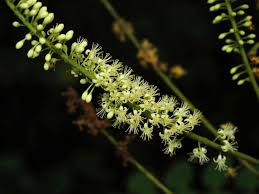 Image result for Amblygonocarpus