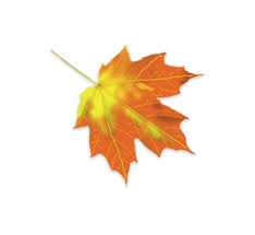 New jersey lies largely within the sprawling metropolitan areas of new york city and philadelphia. Fall Leaf Identifier Leaves And Fall Foliage Of New York