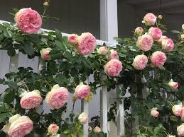 Ships from and sold by heirloom roses. Eden Climber Climbing Roses Small Garden Fence Bloom