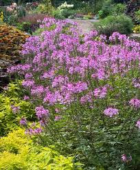 Image result for Cleome stricta