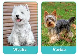 Image result for white yorkshire terrier