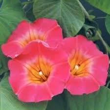 Image result for Stictocardia beraviensis