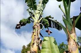 Maybe you would like to learn more about one of these? Agam Gempar Pohon Pisang Milik Azmi Berbuah 2 Tandan Dalam 1 Pohon