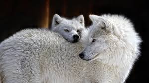 Download, share or upload your own one! Wallpaper White Wolves Family 1920x1200 Hd Picture Image