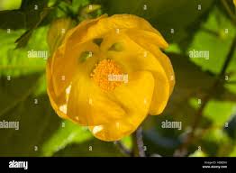 Image result for Abutilon sonneratianum
