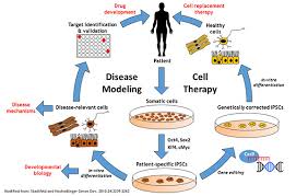 Induced Pluripotent Stem Cells Ipscs