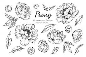 Maybe you would like to learn more about one of these? Flower Outline Images Free Vectors Stock Photos Psd