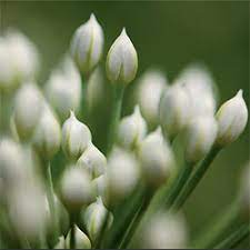 Outdoors after frost / indoors weeks before last frost plant height: Grow It Yourself Garlic Chives Canna Australia