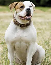 He is recognized for his strength. American Bulldog