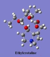 Image result for Crotalaria paulina