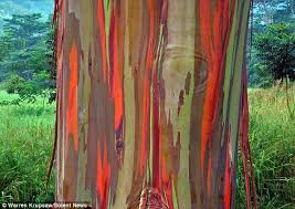 In soil with low fertility or compact clay it'll be worth your time to mix in some bagged top soil to the backfill mixture. Rainbow Eucalyptus Resemble Colourful Works Of Art After Shedding Their Bark Daily Mail Online