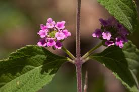 Image result for Lantana angolensis