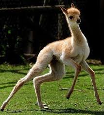 Vicuna Llama Pictures Cute Alpaca Animals