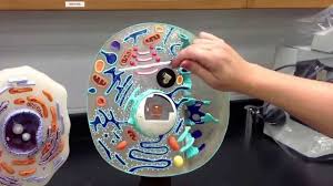 Now you can 3d print your cell model. Animal Cell Model Youtube