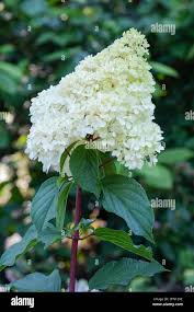 Image result for hydrangea paniculata vanille fraise