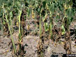 We did not find results for: Symptoms And Prevention Of Verticillium Wilt Fungus