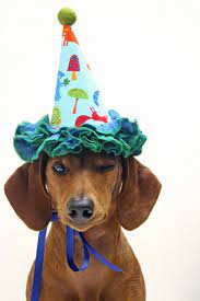 Dachshund Dog Fashion Dachshund Fashion Pet Fashion Sausage Dog Fashion Weiner Dog Fashion Wiener Dog Fashion Mini Dachshund Birthday Weiner Dog Dachshund Love