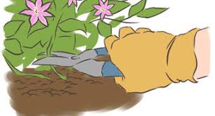 The natural way to train a clematis is through a bush or tree, one look at the native a third and very unusual way to grow clematis is on the ground as a bedding plant! 3 Ways To Train Clematis Wikihow