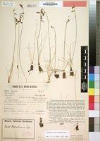 Image result for Dipcadi gracillimum