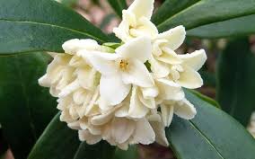 Check spelling or type a new query. Green Leaf White Winter Daphne Fragrant Plant Evergreen Flowering Shrubs Winter Plants