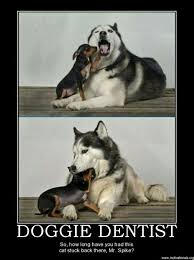 The alaskan malamute is the largest of the arctic dogs. Doggie Dentist Funny Animals Funny Animal Photos Cute Funny Animals