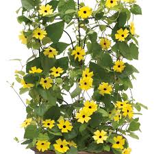 Image result for Thunbergia racemosa