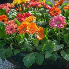 We did not find results for: Gerbera Daisies Plant Care Growing Guide